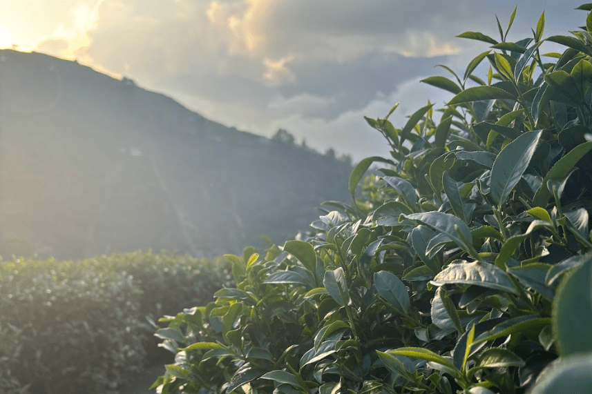 杉林溪茶葉