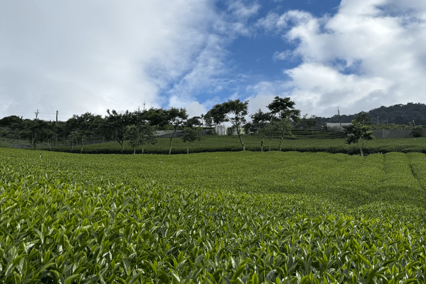 杉林溪茶葉園