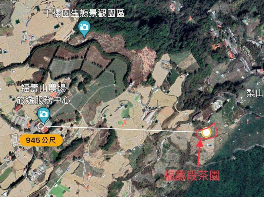 梨山茶是什麼茶?