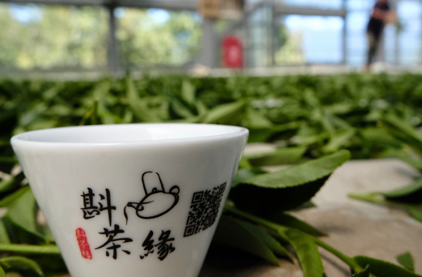 梨山茶是什麼茶?