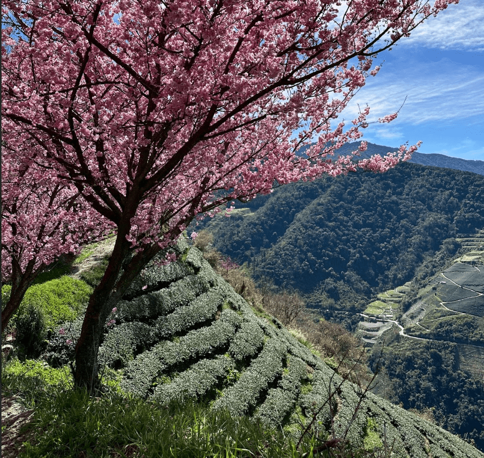 梨山茶區介紹｜新茶園 1：梨山櫻花茶園