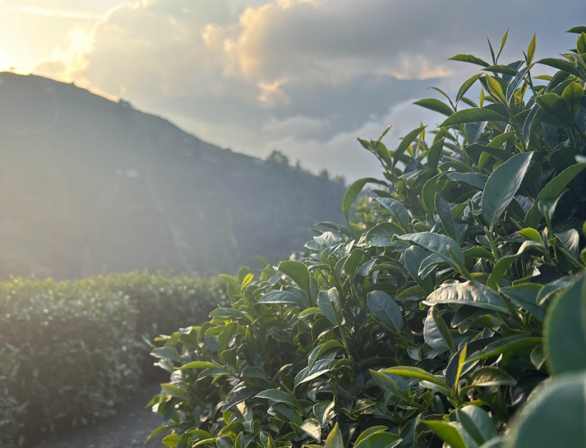 茶葉買賣｜茶葉怎麼買