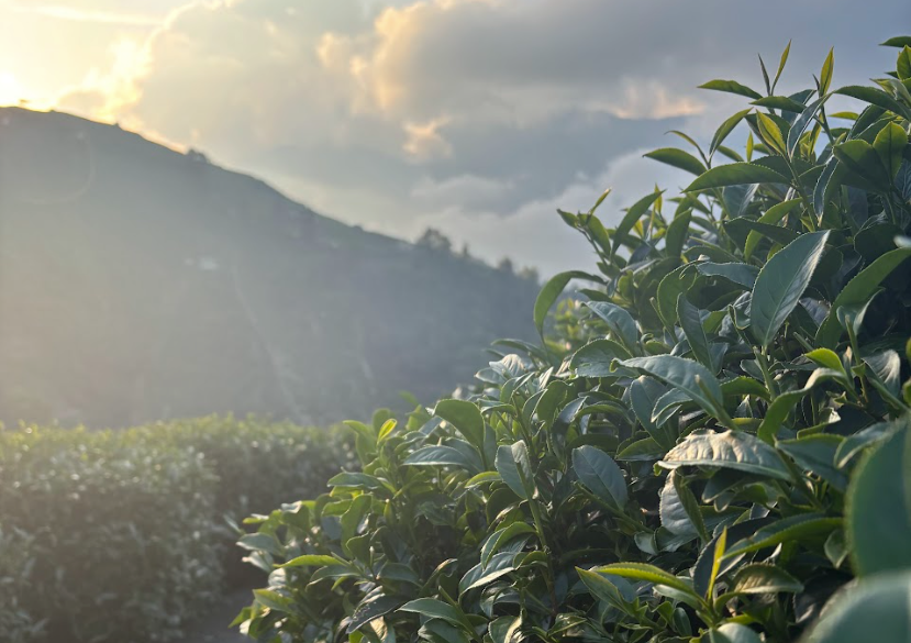 高山茶園