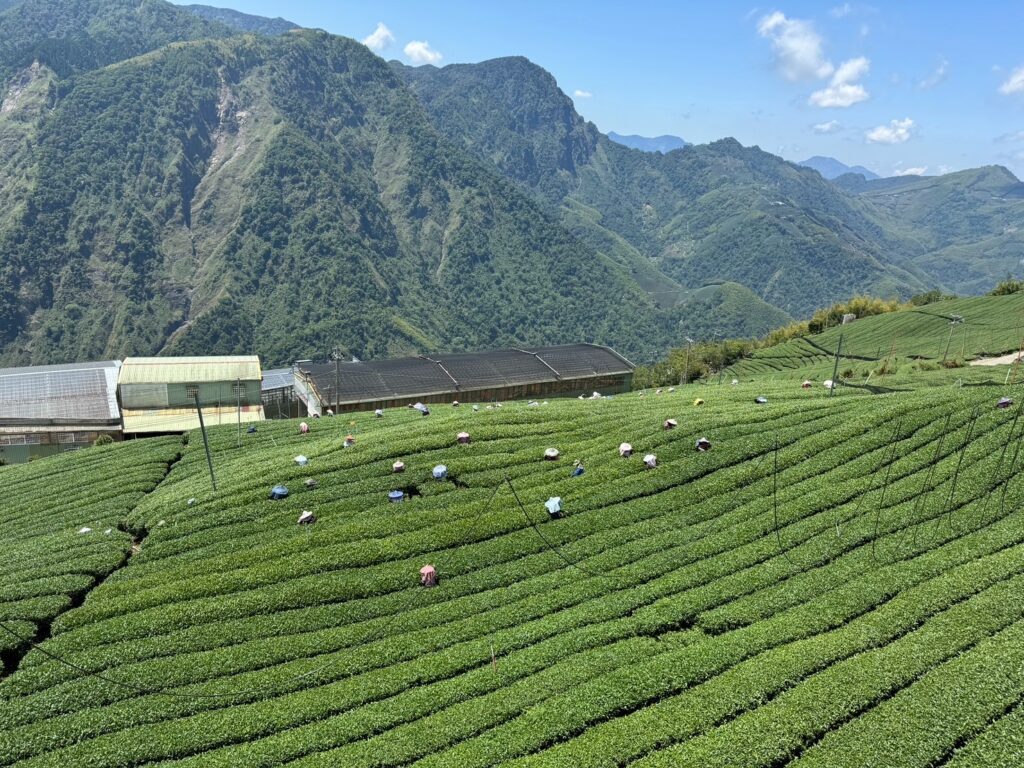 茶葉製作過程|A. 採茶