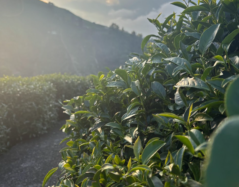 茶葉製作過程:茶園採茶