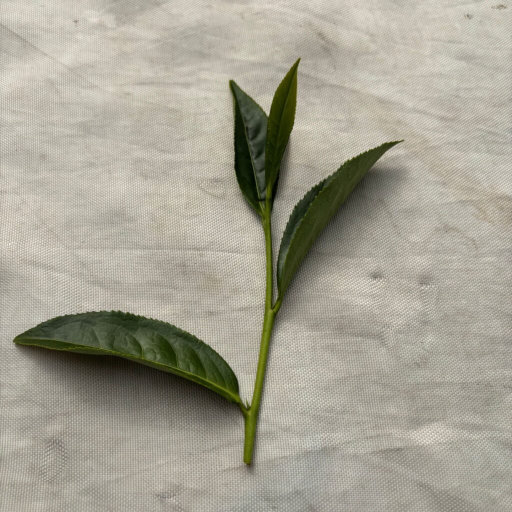 採茶步驟:一心二葉