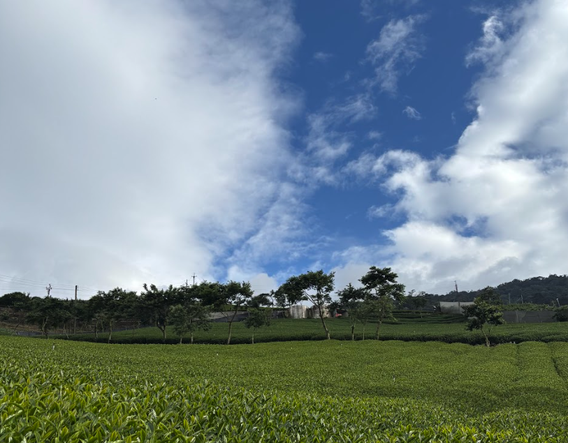 茶葉製作過程:採茶