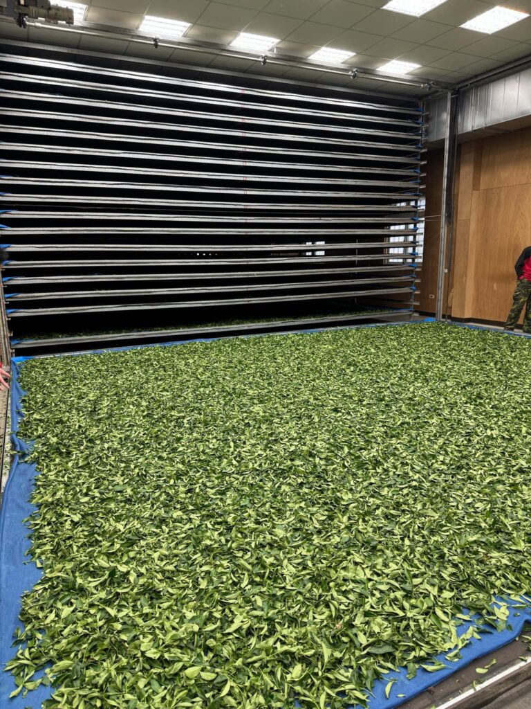 茶葉製作過程|C. 室內萎凋
