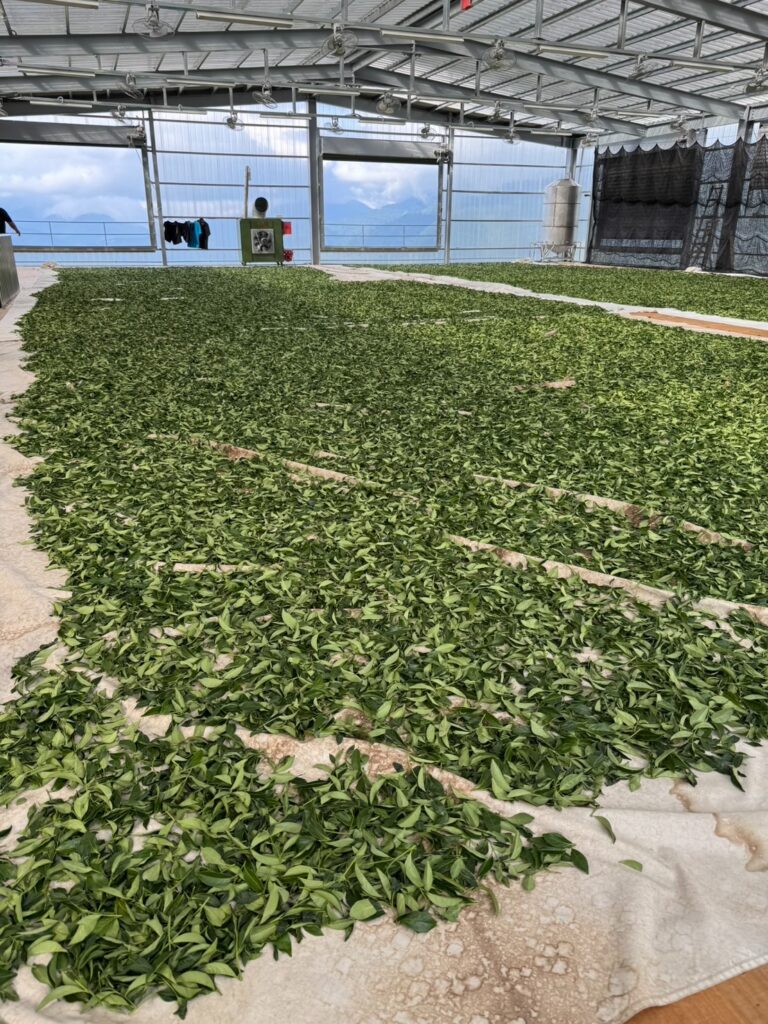 茶葉製作過程|B. 日光萎凋